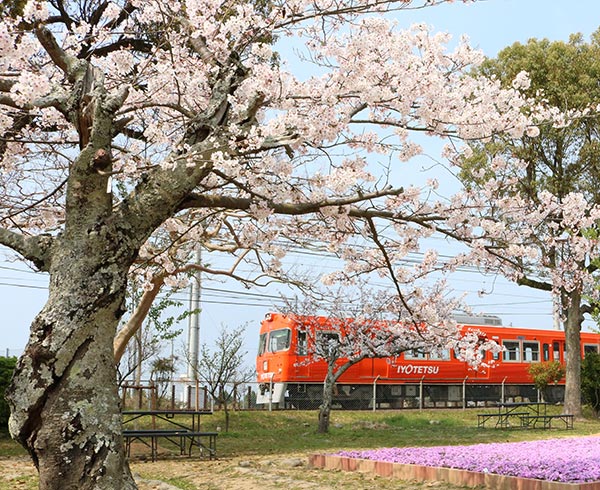 写真：桜