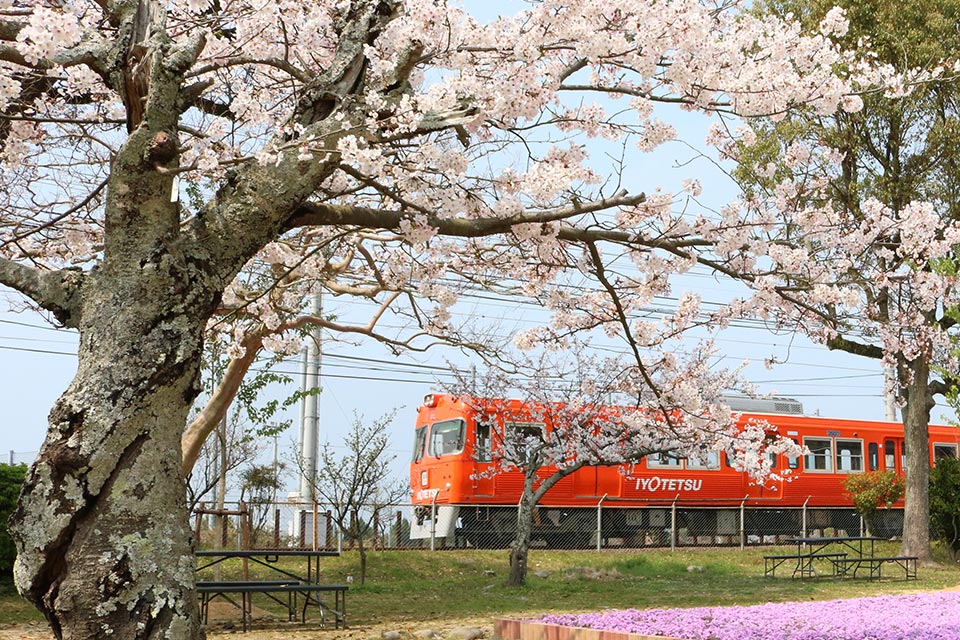 梅津寺公園